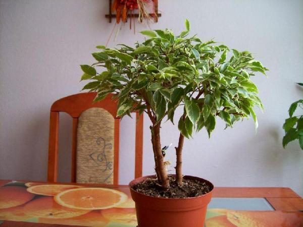 يفرز Ficus Benjamin أحيانًا عصيرًا يسبب مرضًا خطيرًا - الربو