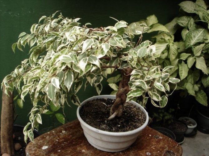 Ficus Benjamin variegated