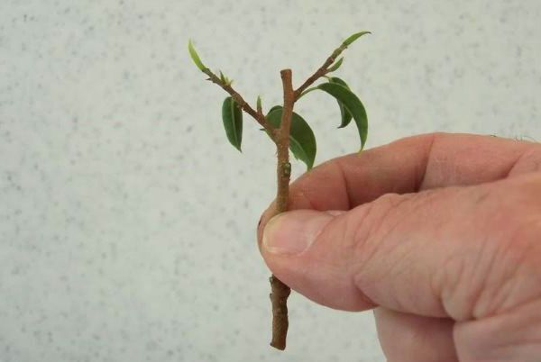 Ficus Benjamin - förökning med sticklingar och rotmetoder hemma video