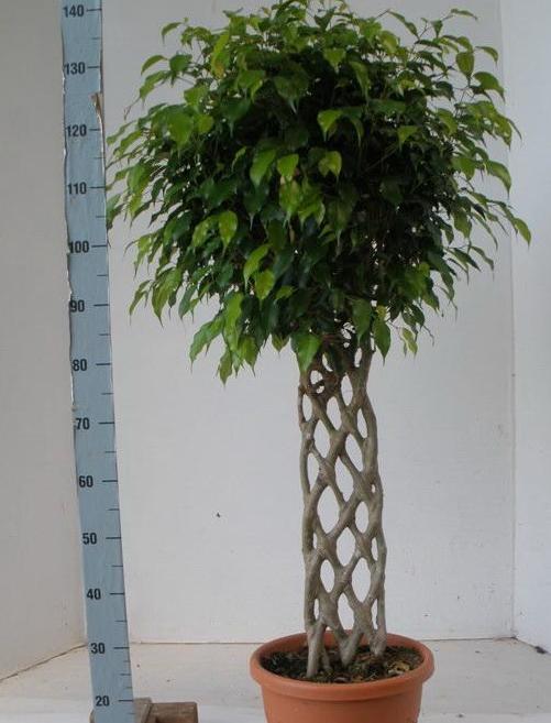 Ficus Benjamin проливането на листа причинява