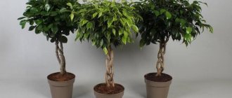 Ficus benjamin in a pot