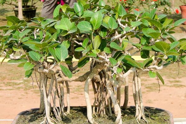 Ficus Bengal (Banyan)