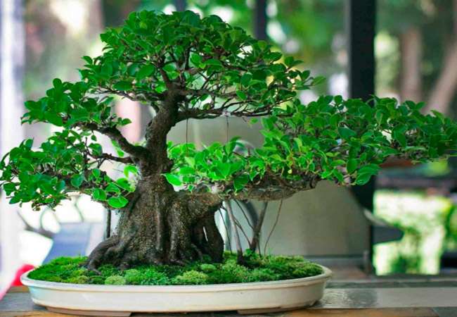 Ficus bengálské bonsaje