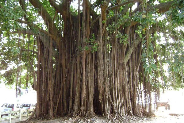 Ficus bengal în parc