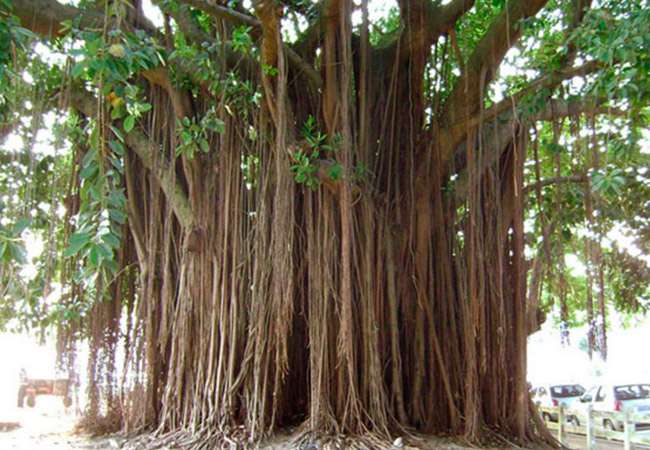 Ficus Bengal