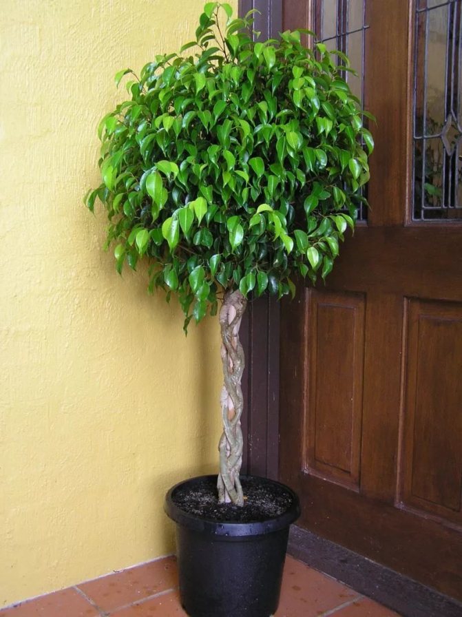 Ficus: apa maksud bunga ini untuk rumah dan pejabat, apa yang dilambangkannya?