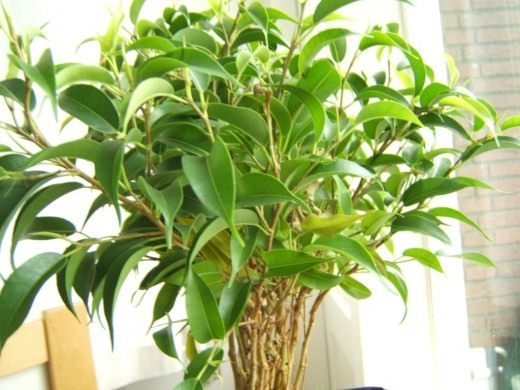 Ficus home and variegated ficus Benjamin