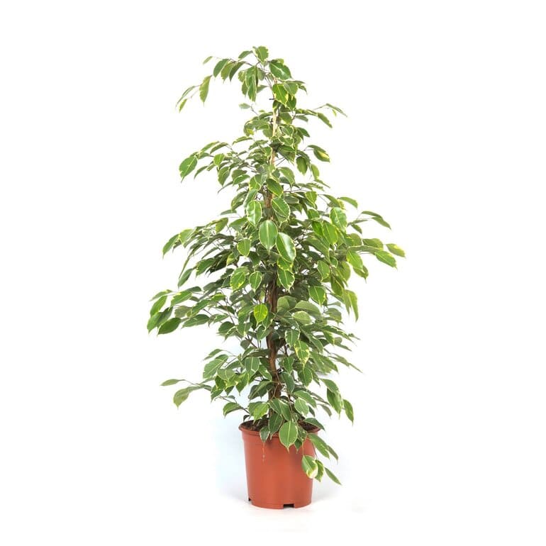 Ficus Eksotik