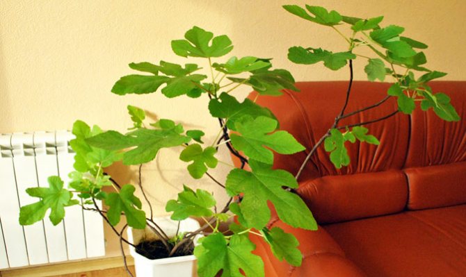 Ficus Fig interior (Karika)