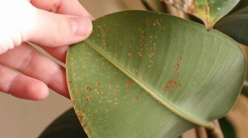 Ficus caoutchouciferous problems with leaves. All about diseases of the leaves of rubbery ficus