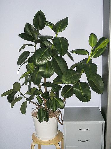 rubber ficus at home