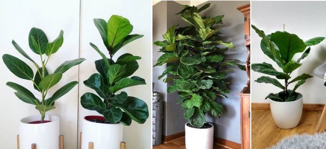Ficus lyre - care and reproduction at home, pho