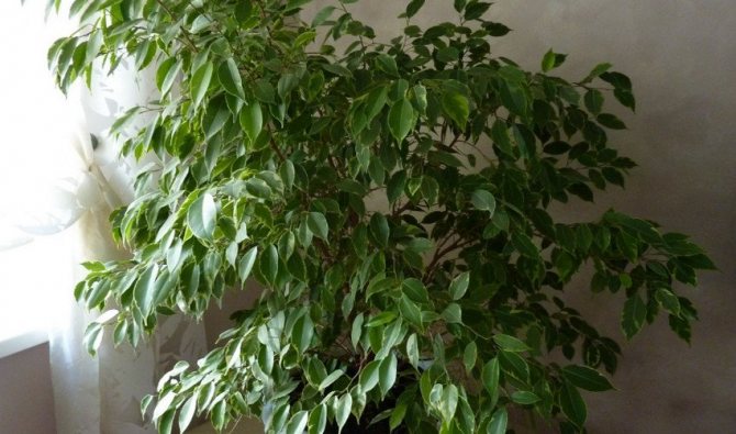 Small-leaved ficus