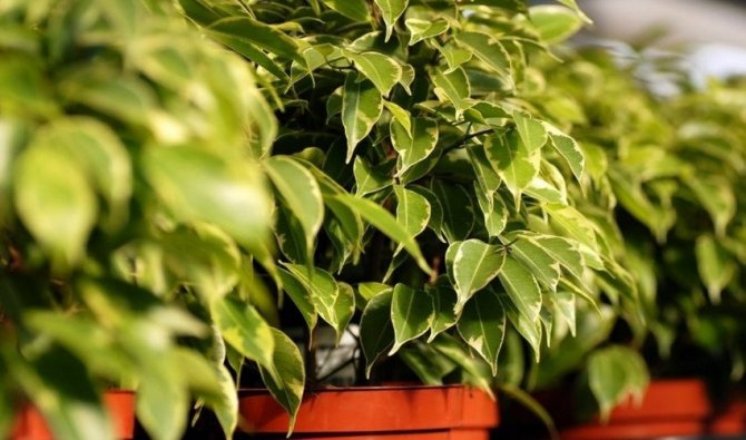 Small-leaved ficus
