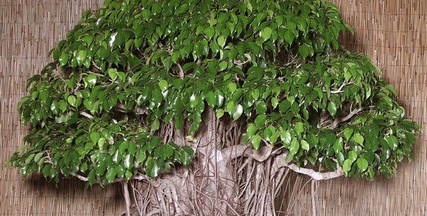 Ficus Natasha: ciri-ciri ragam, peraturan penjagaan, terutama penanaman