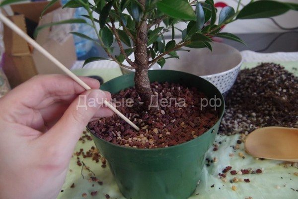 Ficus Natasha: caracteristici ale soiului, reguli de îngrijire, în special cultivare