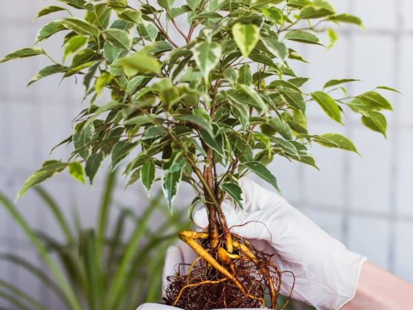 Ficus trebuie pulverizat în mod regulat