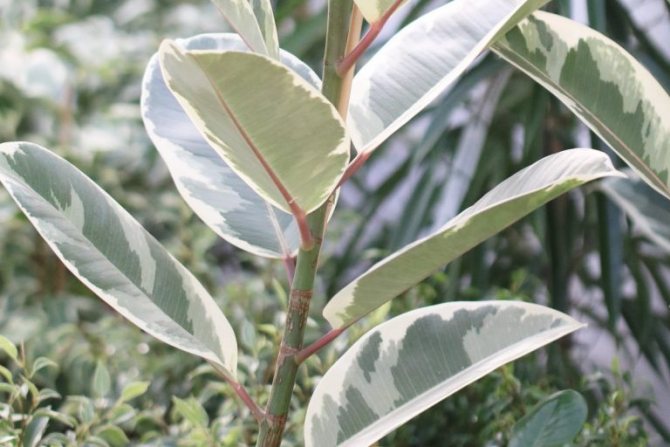 Ficus med vita blad.