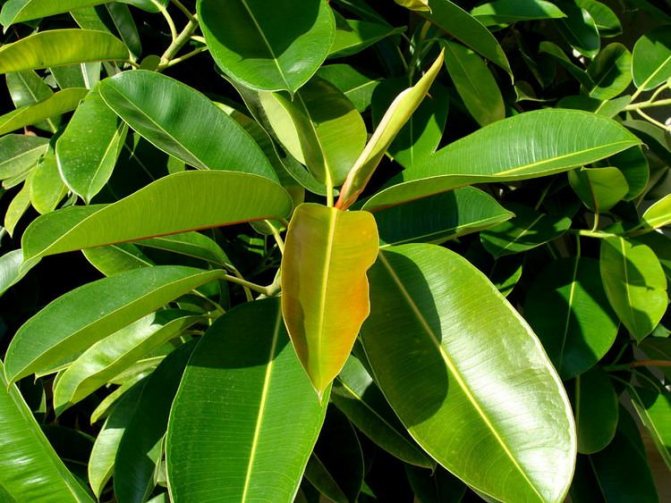 Ficus dengan daun panjang.