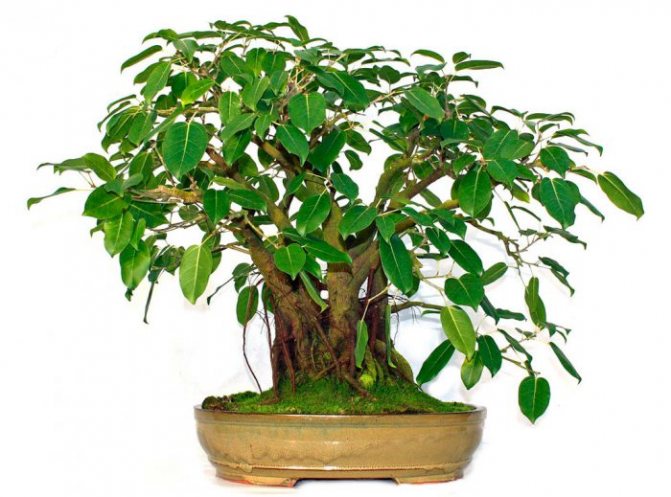 Ficus posvátný