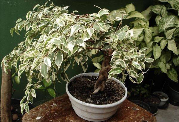 Ficus in a pot