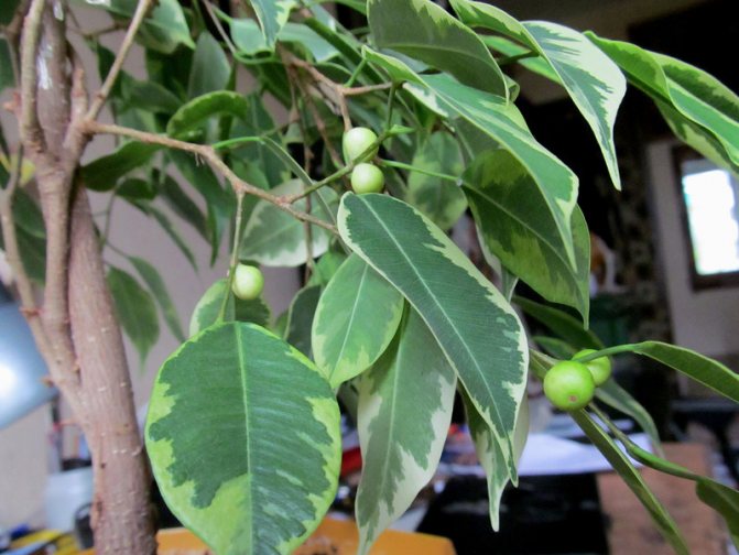 Ficus blommade: omen