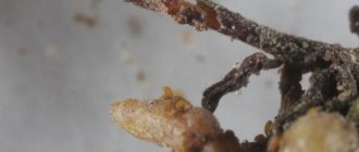 phylloxera druvkamp