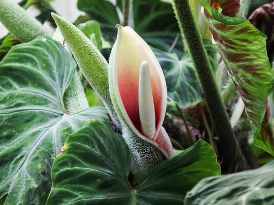 Filodendron negos