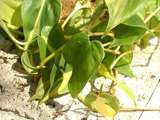 Philodendron Brasilien