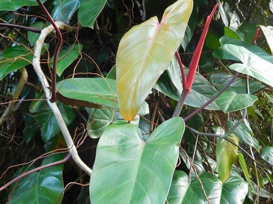 Namumula si Philodendron