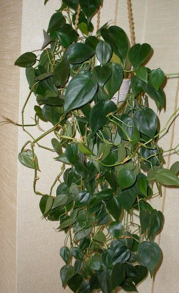 Pendakian Philodendron