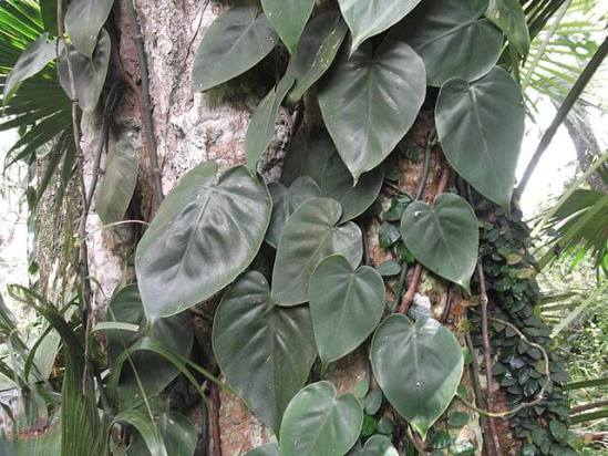 Philodendron climbing