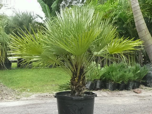 Date palm and seedlings