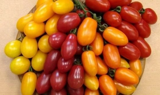 Date varieties of tomatoes