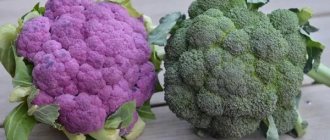 Lila och vanlig broccoli