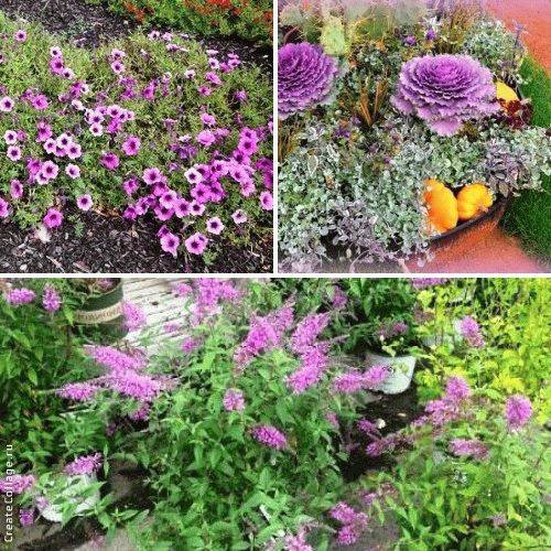 fialové květiny fotografie