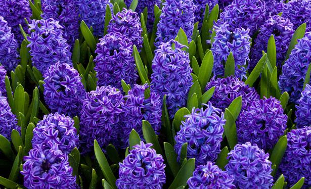 purple flowers names