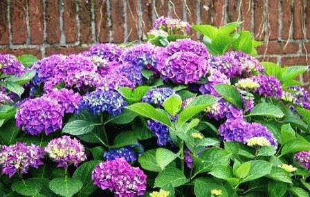 fialové květy na zahradě fotografie a jména