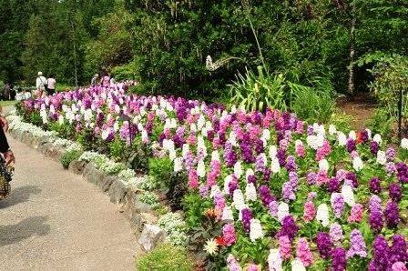 fialové květy v zahradě