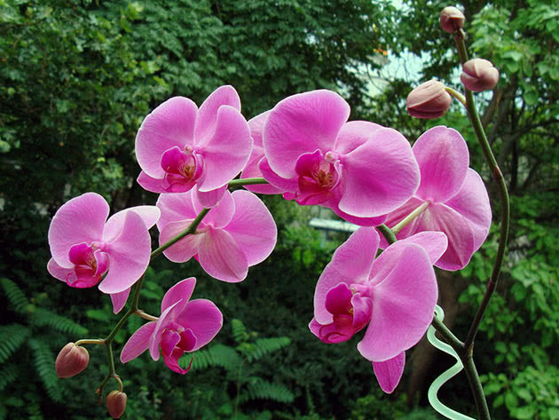 Phalaenopsis pourpre