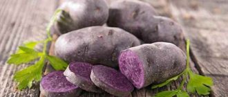 proprietăți de cartof violet