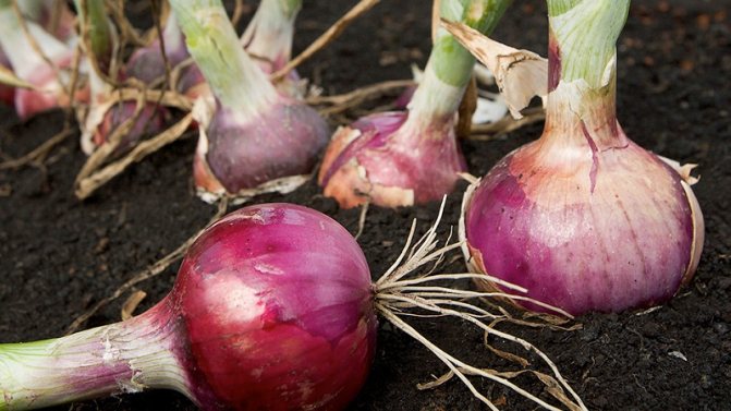 Sweet, pungent, and moderately pungent purple onions and varieties