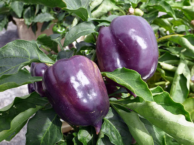 Purple pepper