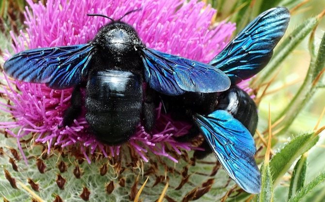 Dulgher bumblebee violet