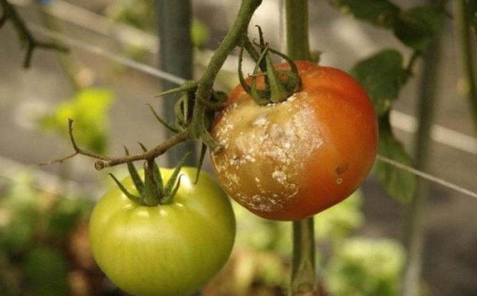 Фитофтора върху домати