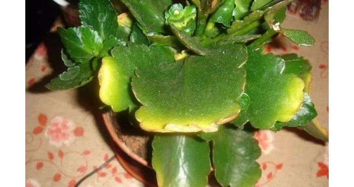 Late blight of Kalanchoe