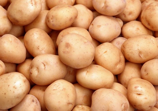 Potatis senblod: sjukdomsbekämpning mäter resistenta sorter