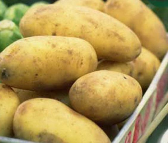 Potatis senblod: sjukdomsbekämpning mäter resistenta sorter