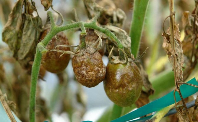 Late blight of tomatoes