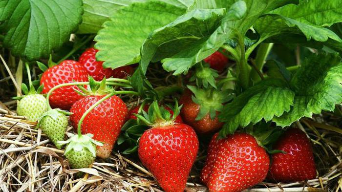fytosporin för jordgubbar